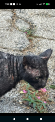 Lost Male Cat last seen Walnut Hill and Story Rd Irving TX , Irving, TX 75038