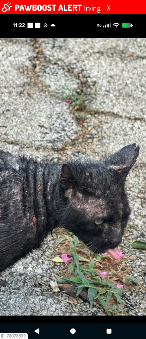 Lost Male Cat last seen Walnut Hill and Story Rd Irving TX , Irving, TX 75038