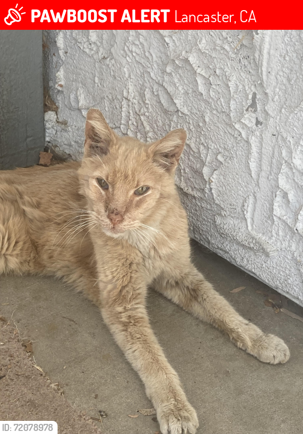 Lost Male Cat last seen East Avenue J , Lancaster, CA 93535