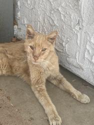 Lost Male Cat last seen East Avenue J , Lancaster, CA 93535