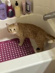 Lost Male Cat last seen e russell rd and s hollywood blvd, Las Vegas, NV 89122