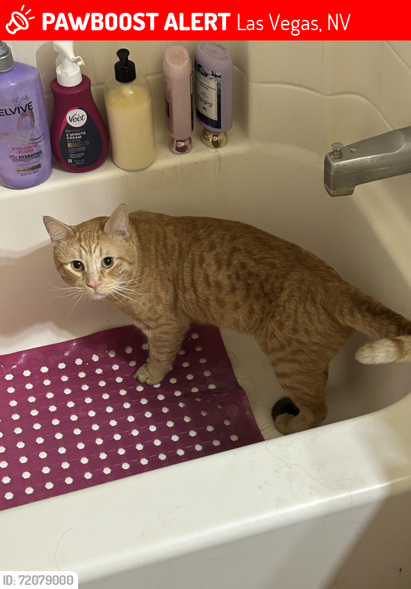 Lost Male Cat last seen e russell rd and s hollywood blvd, Las Vegas, NV 89122
