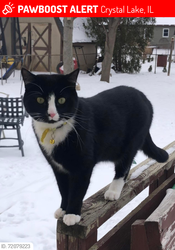 Lost Male Cat last seen Cowlin Street behind Outback Steakhouse and Chuck-E-Cheese, Crystal Lake, IL 60014
