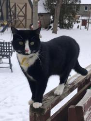 Lost Male Cat last seen Cowlin Street behind Outback Steakhouse and Chuck-E-Cheese, Crystal Lake, IL 60014