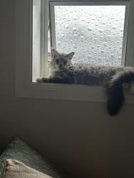Lost Male Cat last seen Vitko street, Woodridge, QLD 4114