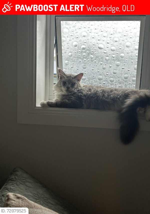 Lost Male Cat last seen Vitko street, Woodridge, QLD 4114