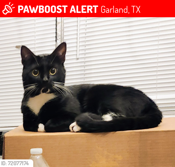 Lost Male Cat last seen Linda Dr. and Arcady Dr., Garland, TX 75041