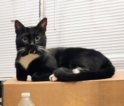 Lost Male Cat last seen Linda Dr. and Arcady Dr., Garland, TX 75041