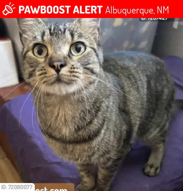 Lost Male Cat last seen Bryn mawr and lead, Albuquerque, NM 87106