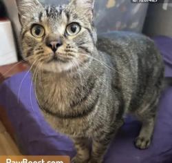 Lost Male Cat last seen Bryn mawr and lead, Albuquerque, NM 87106