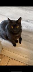 Lost Male Cat last seen Glen Cairn area , London, ON N5Z 4K6