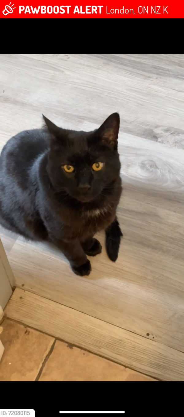 Lost Male Cat last seen Glen Cairn area , London, ON N5Z 4K6