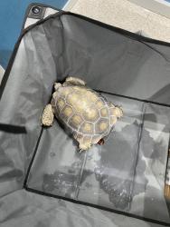 Lost Male Reptile last seen El Castano Ave , Las Vegas, NV 89108