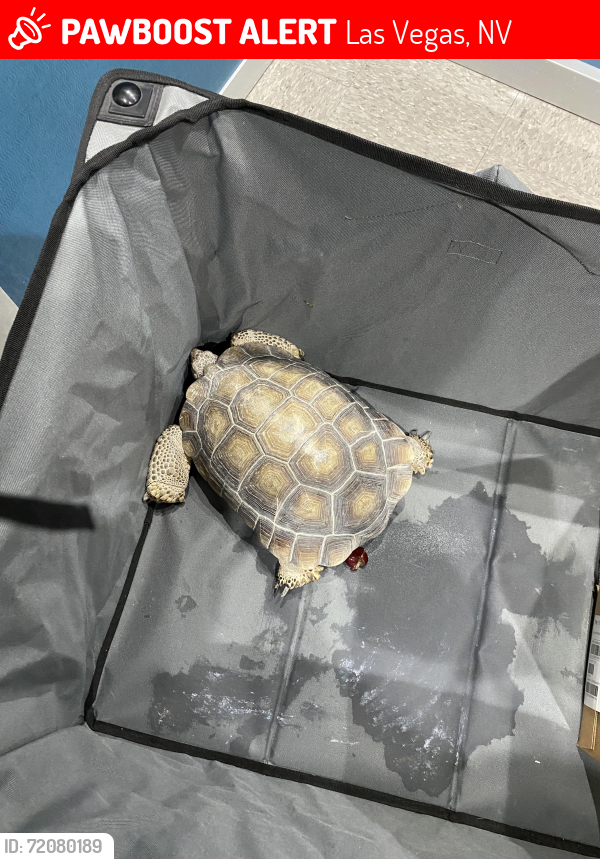 Lost Male Reptile last seen El Castano Ave , Las Vegas, NV 89108