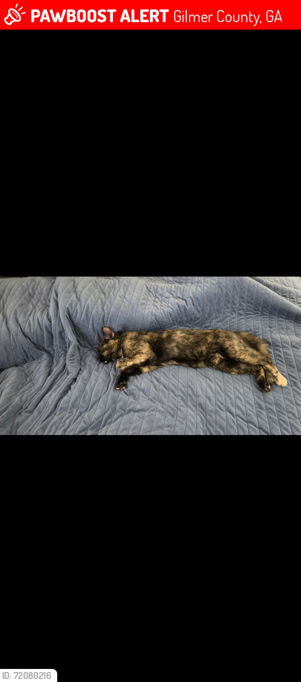 Lost Female Cat last seen Maggie Chapman rd, Gilmer County, GA 30513