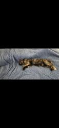 Lost Female Cat last seen Maggie Chapman rd, Gilmer County, GA 30513