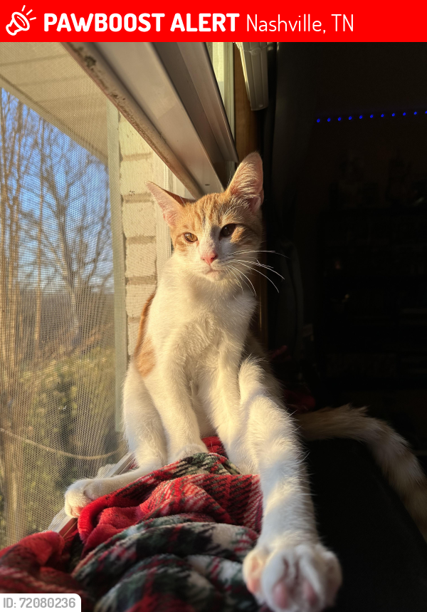 Lost Male Cat last seen Old Hickory Blvd, Nashville, TN 37218