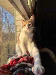 Lost Male Cat last seen Old Hickory Blvd, Nashville, TN 37218