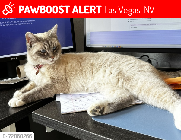 Lost Female Cat last seen Dean Martin Drive and Agate, Las Vegas, NV 89123