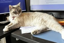 Lost Female Cat last seen Dean Martin Drive and Agate, Las Vegas, NV 89123