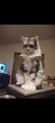 Lost Male Cat last seen Trailwood and Wiltshire, Port Orange, FL 32127