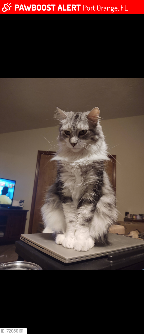 Lost Male Cat last seen Trailwood and Wiltshire, Port Orange, FL 32127
