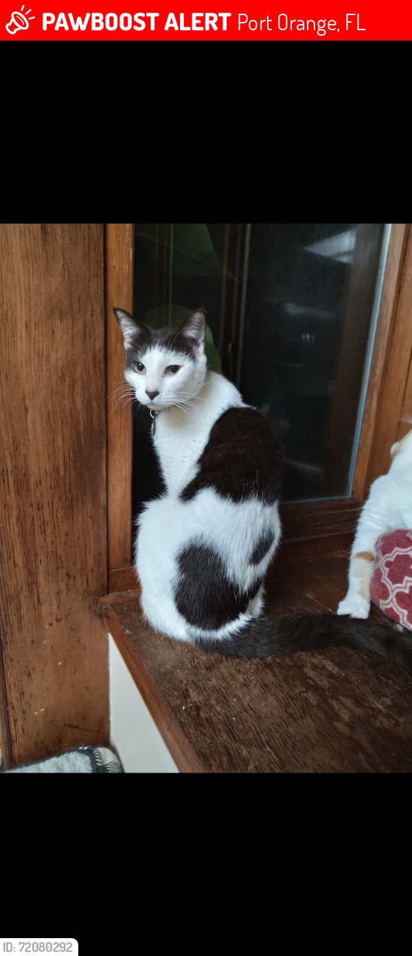 Lost Male Cat last seen Trailwood and Wiltshire, Port Orange, FL 32127