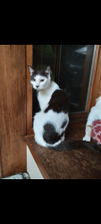 Lost Male Cat last seen Trailwood and Wiltshire , Port Orange, FL 32127