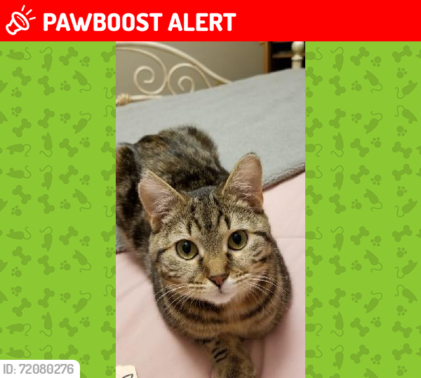 Lost Female Cat last seen Wallings, Broadview, scenicview Dr., Broadview Heights, OH 44147