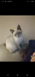 Lost Female Cat last seen Trailwood and Wiltshire , Port Orange, FL 32127