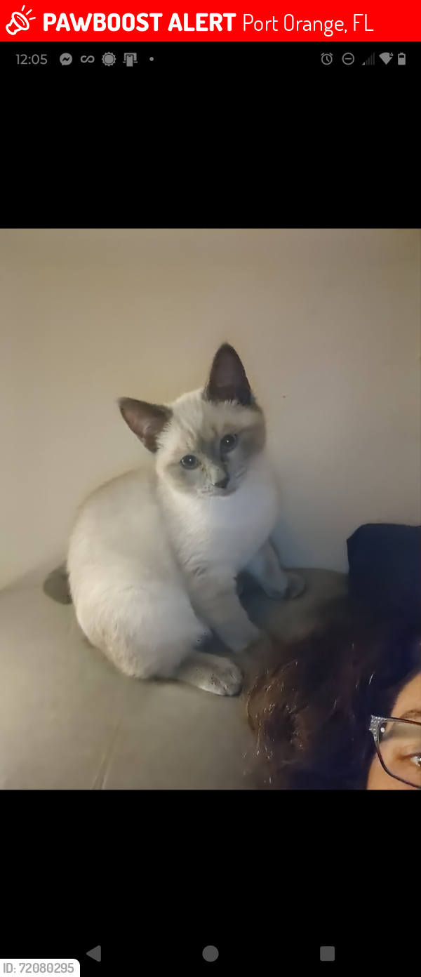 Lost Female Cat last seen Trailwood and Wiltshire, Port Orange, FL 32127