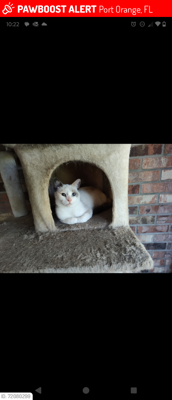 Lost Female Cat last seen Trailwood and Wiltshire, Port Orange, FL 32127