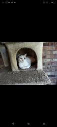 Lost Female Cat last seen Trailwood and Wiltshire , Port Orange, FL 32127