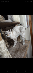 Lost Female Cat last seen Trailwood and Wiltshire, Port Orange, FL 32127