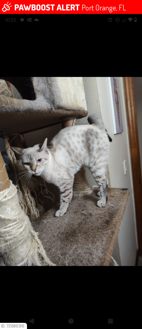 Lost Female Cat last seen Trailwood and Wiltshire, Port Orange, FL 32127