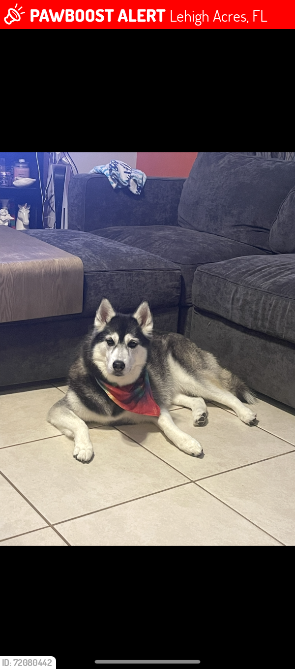 Lost Female Dog last seen Cortez Ave and 8th st, Lehigh Acres, FL 33972