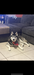 Lost Female Dog last seen Cortez Ave and 8th st, Lehigh Acres, FL 33972