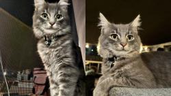 Lost Female Cat last seen Euclid ave and Hilltop Dr, San Diego, CA 92114