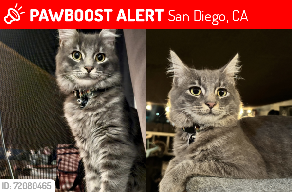 Lost Female Cat last seen Euclid ave and Hilltop Dr, San Diego, CA 92114