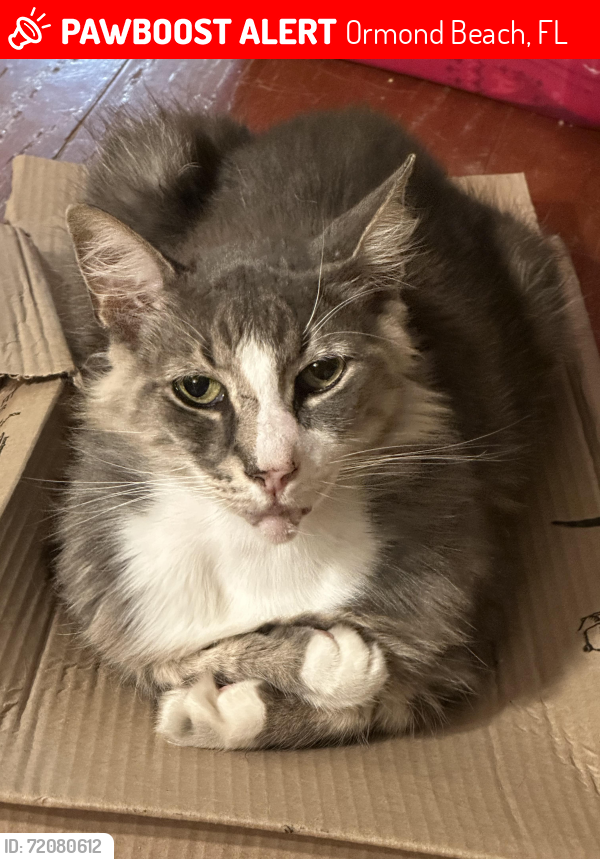 Lost Male Cat last seen Near pinion circle , Ormond Beach, FL 32174