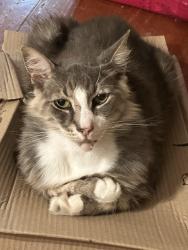 Lost Male Cat last seen Near pinion circle , Ormond Beach, FL 32174