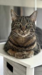 Lost Male Cat last seen 106th & Avenue J. The East Side of Chicago, Chicago, IL 60617