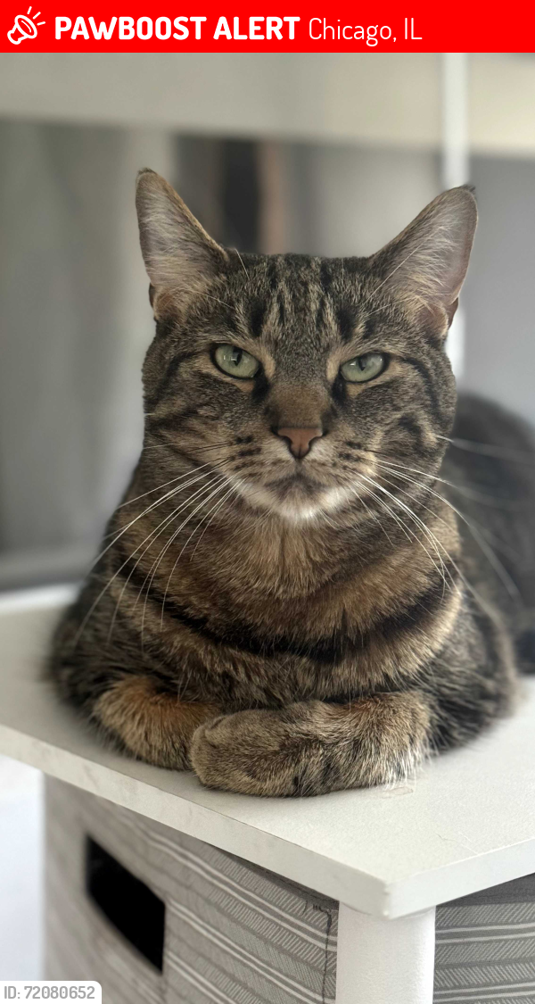 Lost Male Cat last seen 106th & Avenue J. The East Side of Chicago, Chicago, IL 60617
