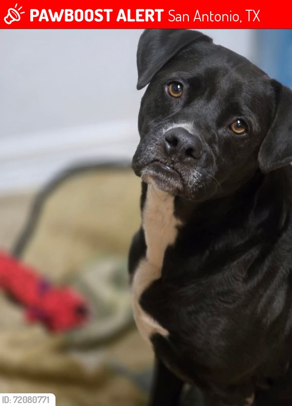 Lost Male Dog last seen E Huff and Quintard , San Antonio, TX 78214