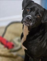 Lost Male Dog last seen E Huff and Quintard , San Antonio, TX 78214