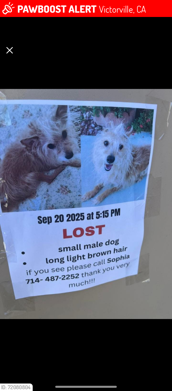 Lost Male Dog last seen Forest Meadow Ln., Ottawa, Cypress, Arrowhead, Victorville, CA 92395