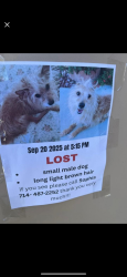 Lost Male Dog last seen Forest Meadow Ln., Ottawa, Cypress, Arrowhead, Victorville, CA 92395