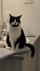Lost Female Cat last seen Remillard, North Grenville, ON K0G 1J0