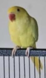 Lost Female Bird last seen Power St, rootyhill Rd m7, Plumpton, NSW 2761
