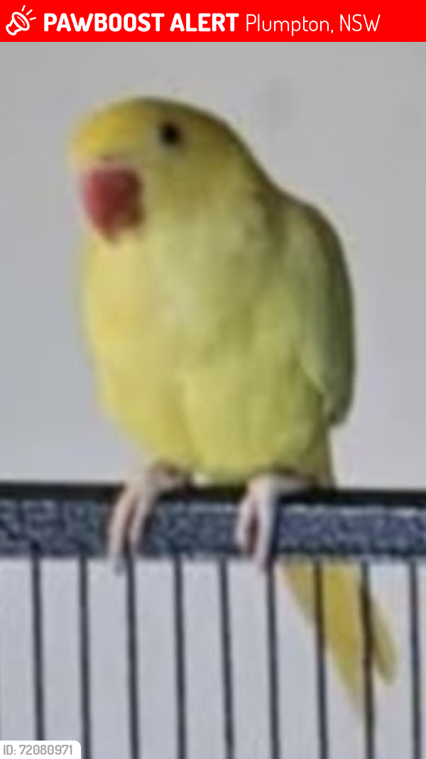 Lost Female Bird last seen Power St, rootyhill Rd m7, Plumpton, NSW 2761